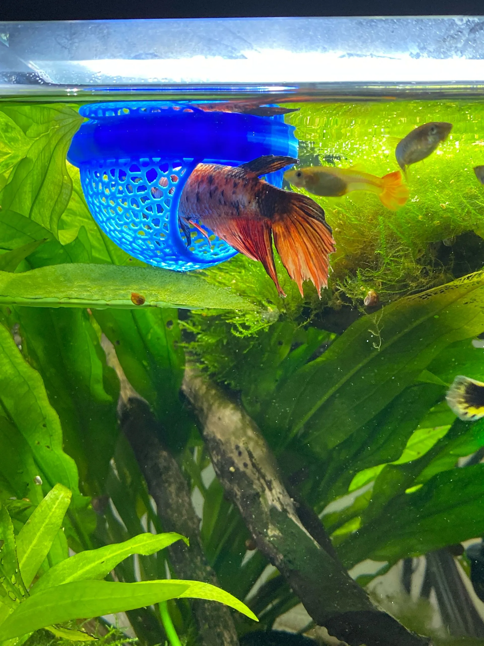 Floating Aquarium Hide